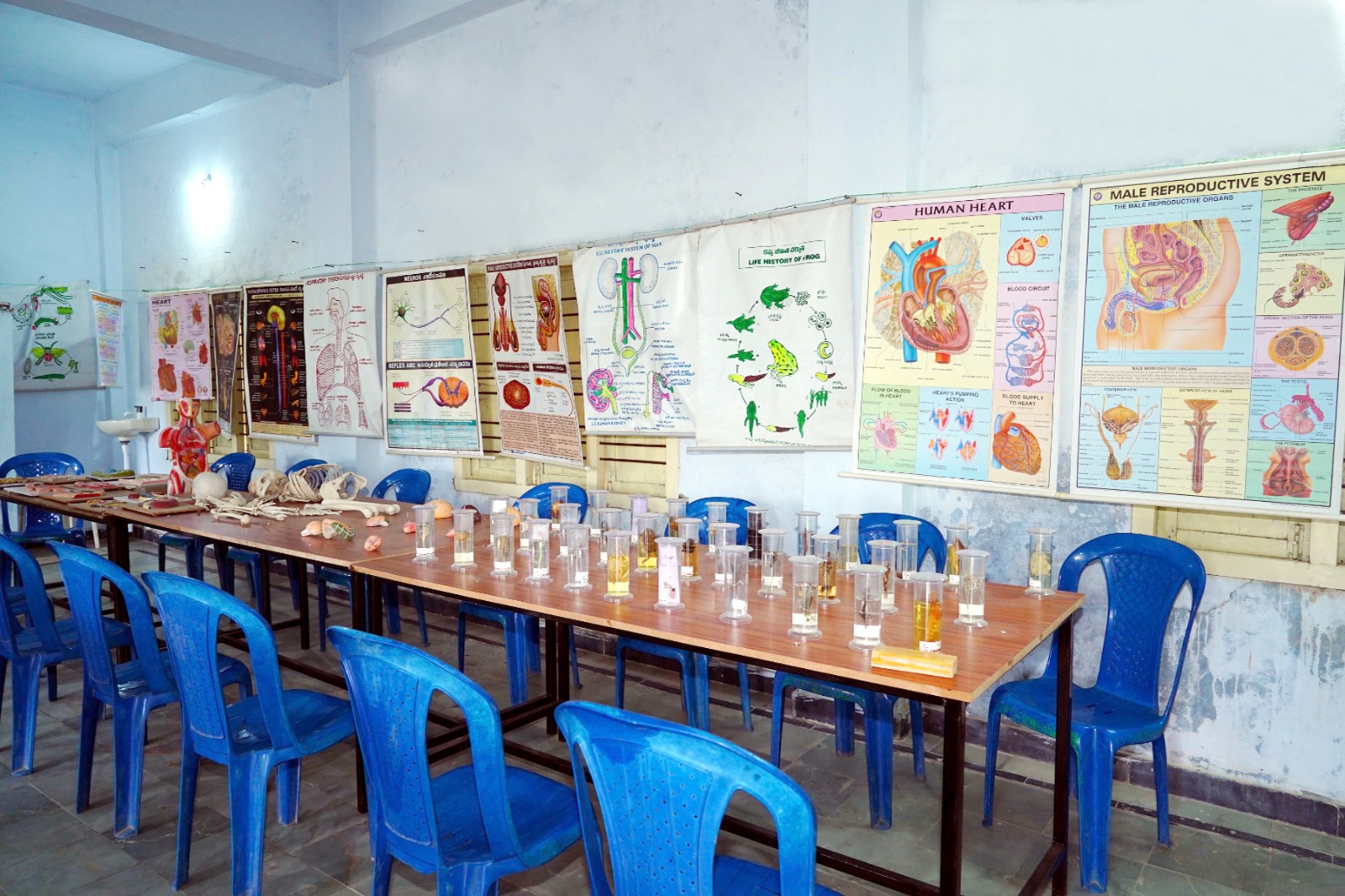 Biology laboratory tables with specimens, models and human anatomy charts